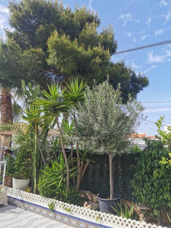 Mediterranean garden with pine, palm, and olive trees in Arenales Del Sol