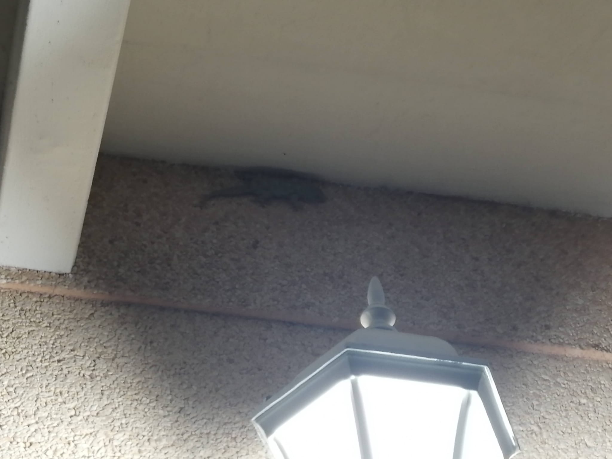 Small gecko on white exterior wall in Mediterranean Spain